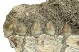 Unprepared, Fossil Oreodont (Merycoidodon) Jaw - South Dakota #249285-2